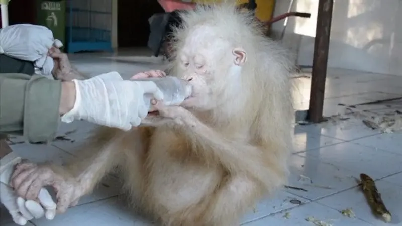 Alba Orang utan Albino 