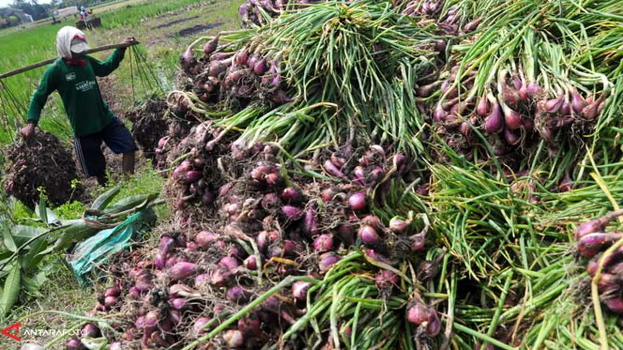 petani-bawang30403b.jpg
