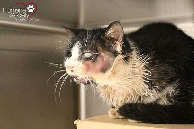 Bart awalnya diduga telah meninggal oleh pemiliknya | foto: copyright humanesocietytampa.org