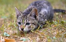 Berapa Lama Kucing Hidup? 7 Faktor yang Mempengaruhi Usia Kucing Anda