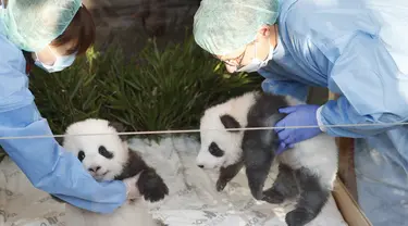 Dua anak panda "Meng Yuan" (kiri) dan "Meng Xiang" diperlihatkan kepada media setelah mereka diberi nama di kebun binatang Zoologischer Garten di Berlin (9/12/2019). "Meng Yuan" dan "Meng Xiang"  merupakan anak panda raksasa Meng Meng dan Jiao Qing. (AFP/Odd Andersen)