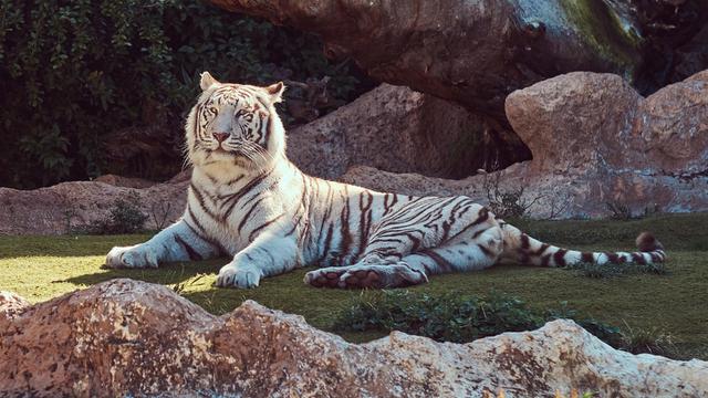 white tiger