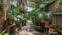 7 Inspirasi Kebun Monstera untuk Lorong Samping Rumah yang Sejuk dan Estetik