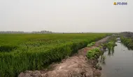 7 Sumur Disiapkan Buat Panen Padi di Wanam Merauke