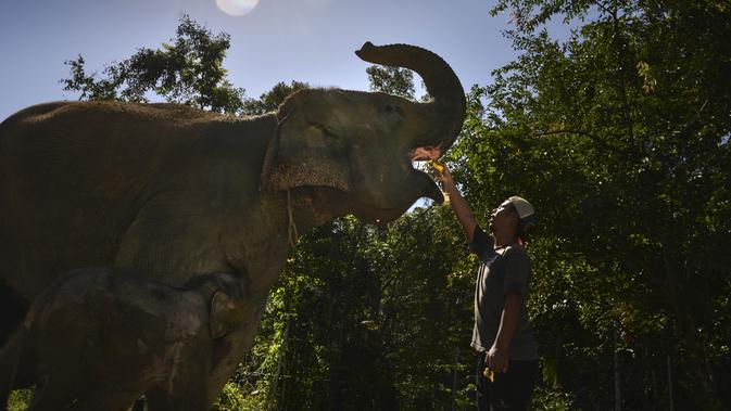 Seorang dokter hewan memeriksa Suci gajah sumatera (30 tahun) setelah ia melahirkan di Unit Respons Konservasi Alue Kuyun di Meulaboh, provinsi Aceh (27/7/2019). Pada tahun 2014, Suci juga melahirkan anak pertama berjenis kelamin betina bernama Rosa. (AFP Photo/Chaideer Mahyuddin)