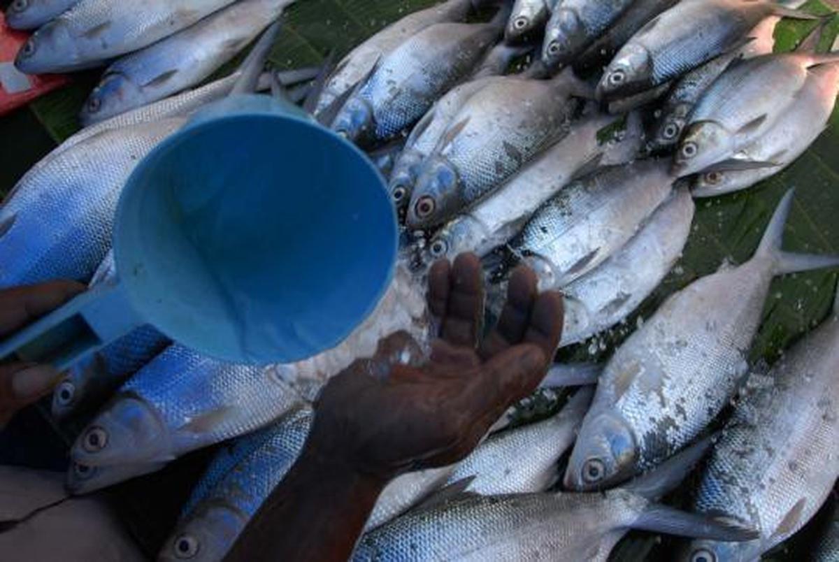 Jelang Imlek, harga Ikan Bandeng mengalami kenaikan