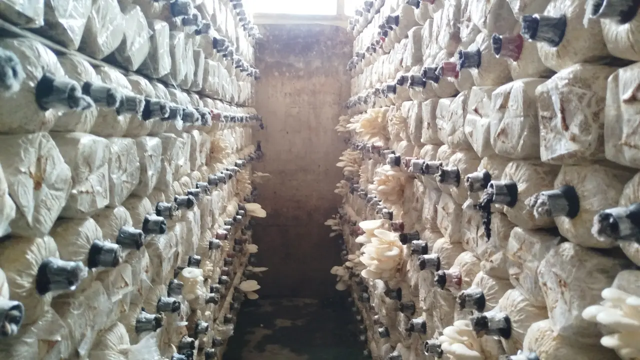 Budidaya Jamur Tiram di Mr Mushroom Klaten