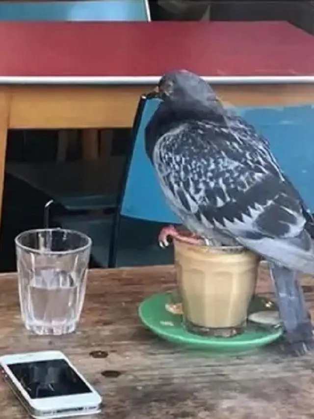 6 Potret Kopi Diminum Hewan Ini Bikin Geregetan, Apes Banget