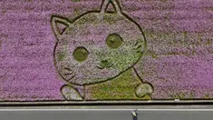 Pemandangan udara menunjukkan pengunjung berjalan melewati pola berbentuk kucing selama festival bunga di Taoyuan pada 10 November 2023. (Sam Yeh/AFP)