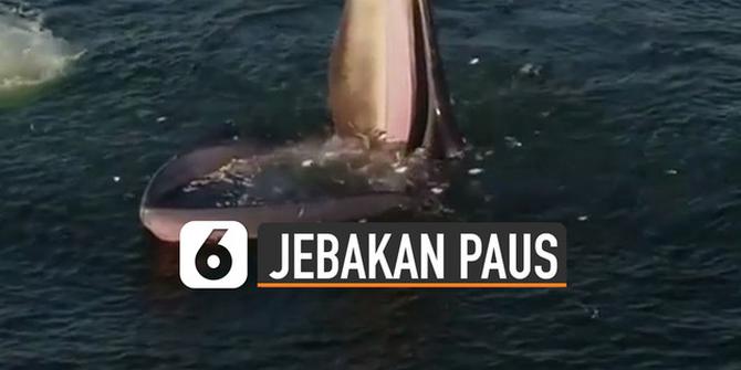 VIDEO: Cerdik, Jebakan Paus Berjenis Bryde Ketika Mencari Makan