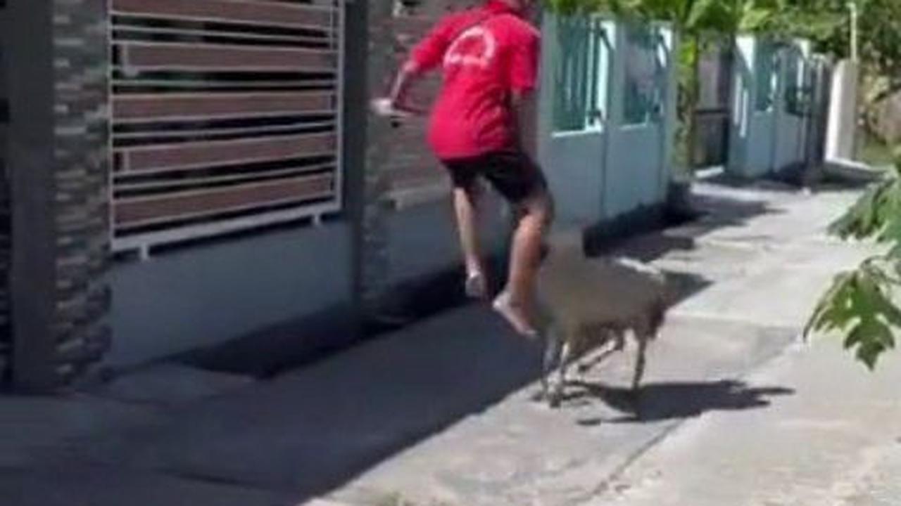 Bikin Ngakak! Kambing Putih Coba Seruduk Seorang Pria Berkali-kali