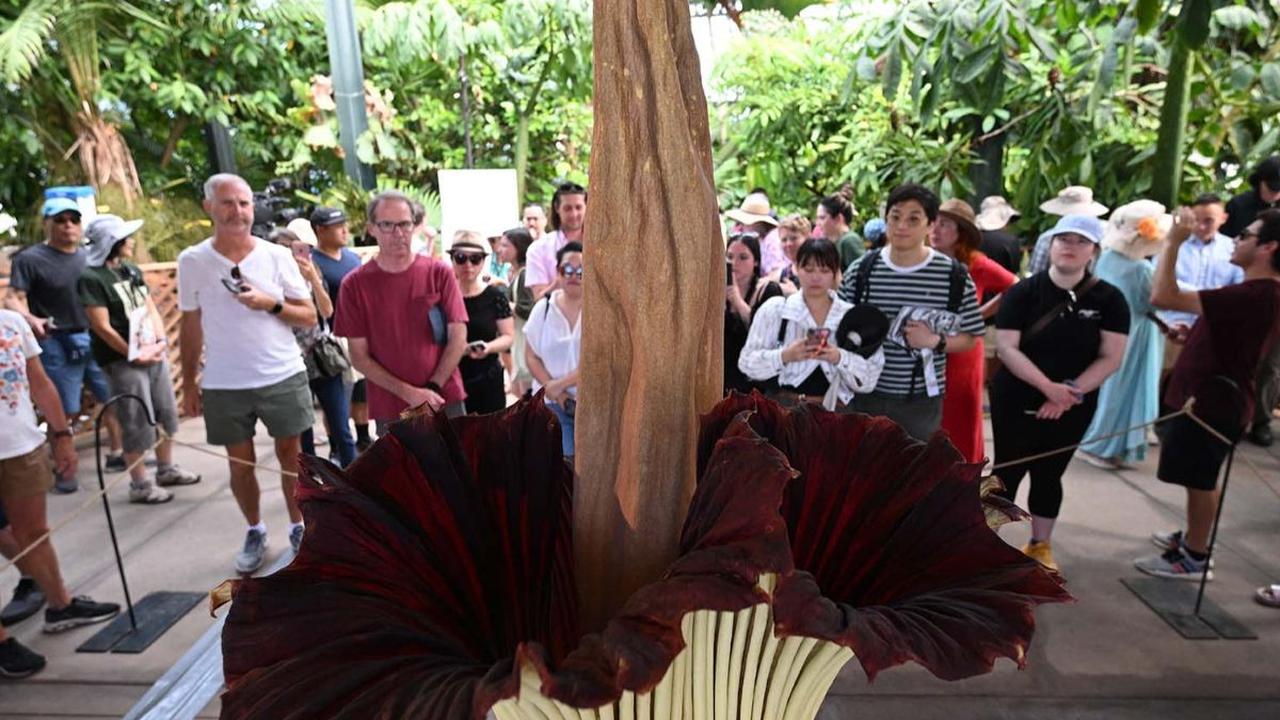Bunga bangkai super langka mekar di Perpustakaan Huntington, San Marino, California, Amerika Serikat, pada 28 Agustus 2023. Mekarnya bunga bangkai raksasa asal Sumatera dengan nama ilmiah&nbsp;Amorphophallus titanum itu disertai dengan semerbak bau busuk 