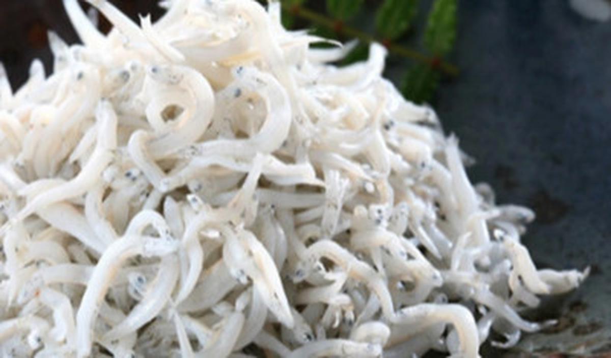 2.&nbsp;Ikan Teri: Kalsium dalam Tulang Ikan