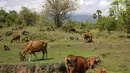 Sejumlah sapi berada di jalur bekas lahar letusan Gunung Agung 1963 di Kubu, Karangasem, Bali, Kamis (7/12). Letusan Gunung Agung pada tahun 1963 menyisakan berbagai material di kawasan tersebut, seperti batu dan pasir. (Liputan6.com/Immanuel Antonius)