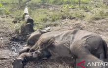 Anak Gajah Sumatera Mati di Tesso Nilo, Jerat Diduga Jadi Penyebab Infeksi Fatal