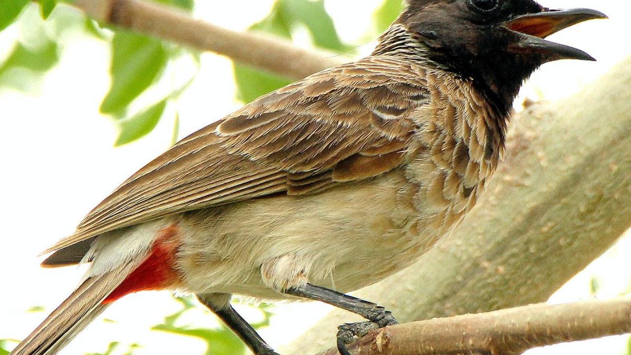 <b>Karakteristik Burung Kutilang</b>