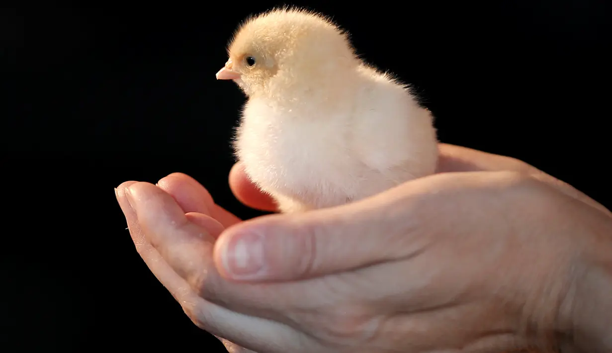 Seorang staf memegang bibit anak ayam di Manhattan, New York, AS (8/6). Bill Gates mengumumkan bahwa dirinya akan menyumbang 100.000 anak ayam untuk mengurangi tingkat kemisikinan ekstrem di sejumlah negara berkembang. (REUTERS/Mike Segar)