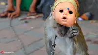 Pemerhati Hewan Dukung Jakarta Bebas Topeng Monyet