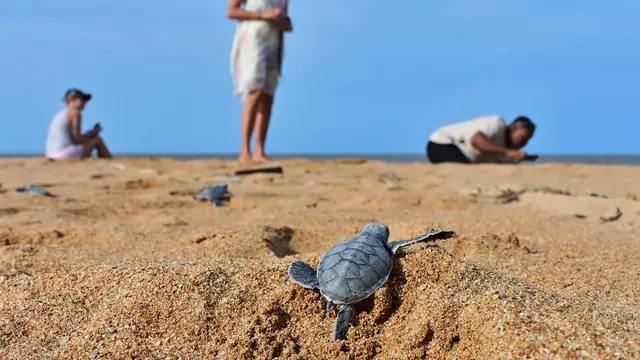 Menyaksikan Tukik Penyu Hijau Lahir di Pantai Kenya