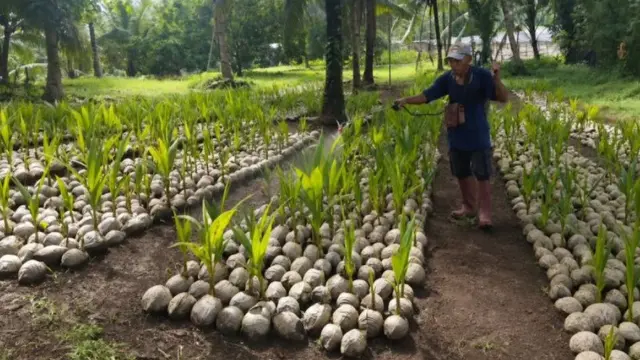 Sejumlah bibit kelapa dari Kementerian Pertanian yang siap disalurkan kepada petani yang ada di wilayah Sulawesi Utara.