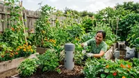 Cara Membuat Menara Cacing dari Pipa PVC untuk Kebun Subur