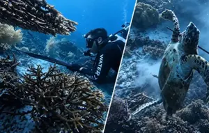 Kronologi Penangkapan WN China yang Tombak dan Masak Penyu Raja Ampat