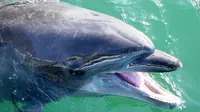 Nana, lumba-lumba yang hidup hingga 42 tahun di Shimoda Aquarium, Jepang. (AFP)