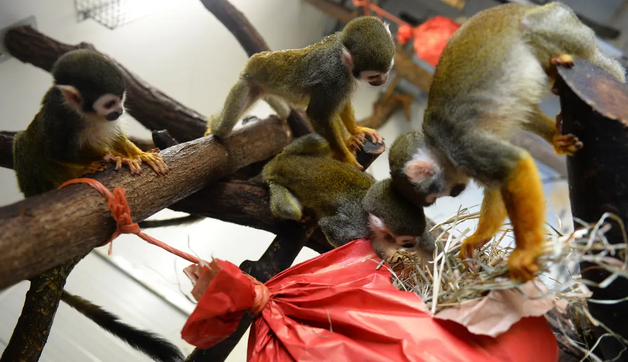 Kawanan  monyet tupai membuka paket natal berisi penuh makanan di kebun binatang de Pescheray, Prancis, Selasa (24/12/2019). Tak hanya manusia saja yang merayakan Natal, hewan  di kebun binatang ini disuguhi makanan lezat yang dibungkus dengan kado khas Natal.  (JEAN-FRANCOIS MONIER/AFP)
