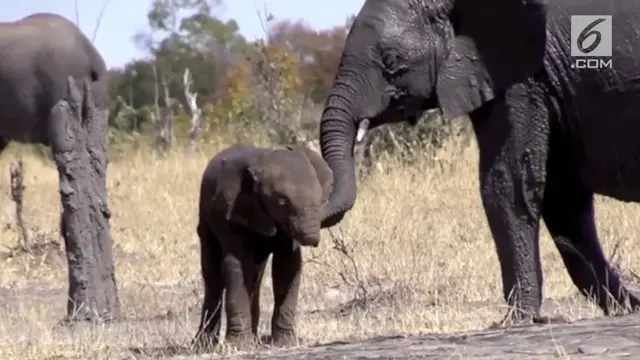 Seekor bayi gajah di Taman Nasional Kruger tidak memiliki belalai diduga belalai hilang diterkam buaya.