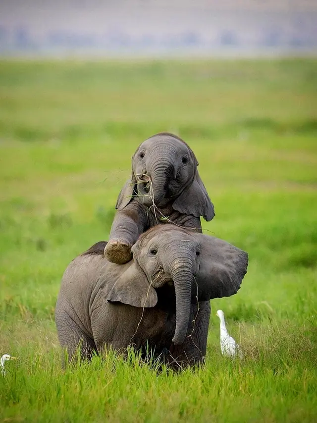 Interaksi Lucu Hewan di Alam Liar (sumber: Instagram/@fantastic.wildlife)
