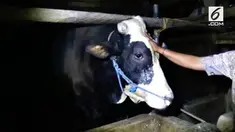 Bangga karena sapi kesayangannya berbobot 1,1 ton, dibeli presiden jokowi dengan harga Rp 60 juta. Saeman  rela tidur di kandang sapi.