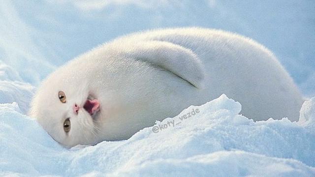 6 Editan Foto Wajah Kucing di Badan Hewan Lain Ini Kocak