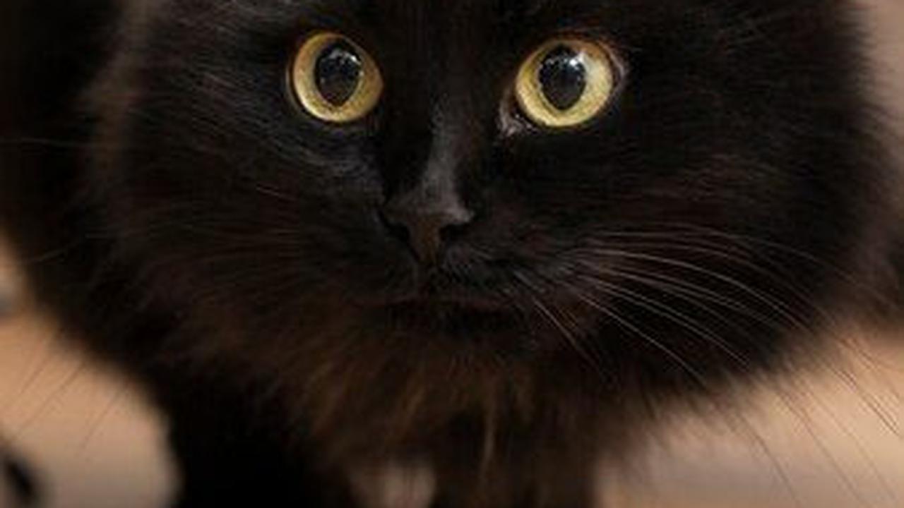 Pemilihan antara dry food atau wet food sebenarnya tergantung pada kebutuhan spesifik kucing Anda. Menganalisis perbedaan utama antara keduanya dapat membantu Anda membuat keputusan yang lebih baik.