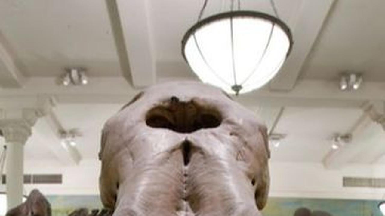 Mastodon