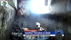 Sempitnya ruangan di bawah ruko, tepatnya di bawah saluran pembuangan air yang tidak sampai 1 meter tingginya menyulitkan upaya Tim BBKSDA Riau untuk mengevakuasi.