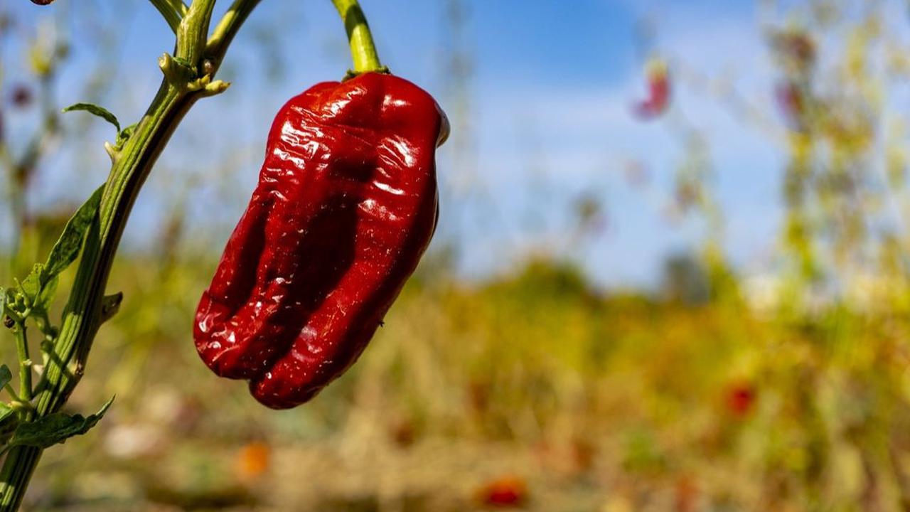 Tips Konsumsi Makanan Pedas