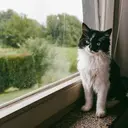 Kucing Bisa Alami Gangguan Ginjal, Kenali Gejalanya