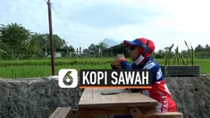 kopi sawah thumbnail