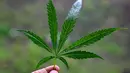Prajurit Tentara Indonesia  Angkatan Darat menunjukkan tanaman ganja selama penggerebekan ladang ganja di Indrapuri, provinsi Aceh, Sabtu (06/07/2026). (AFP/ Chaideer Mahyuddin)