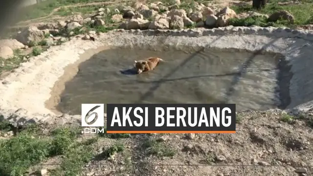 Sepasang beruang akhirnya terbebas setelah 14 tahun terkurung dalam sebuah kandang di Armenia. Para petugas memberikan hadiah dengan membiarkan mereka mandi di kolam untuk pertama kali.