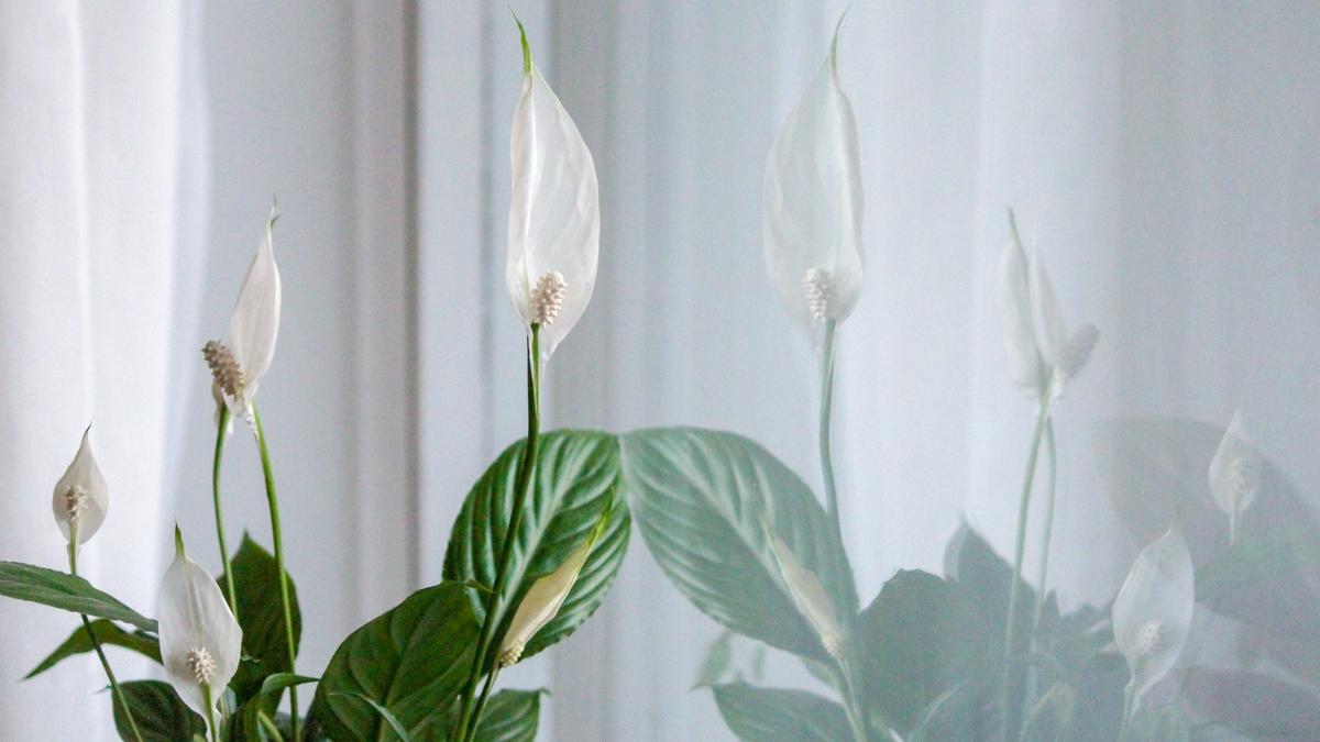 Peace Lily
