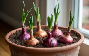 Cara Menanam Bawang Merah di Pot untuk Pemula, Praktis dan Panen Melimpah