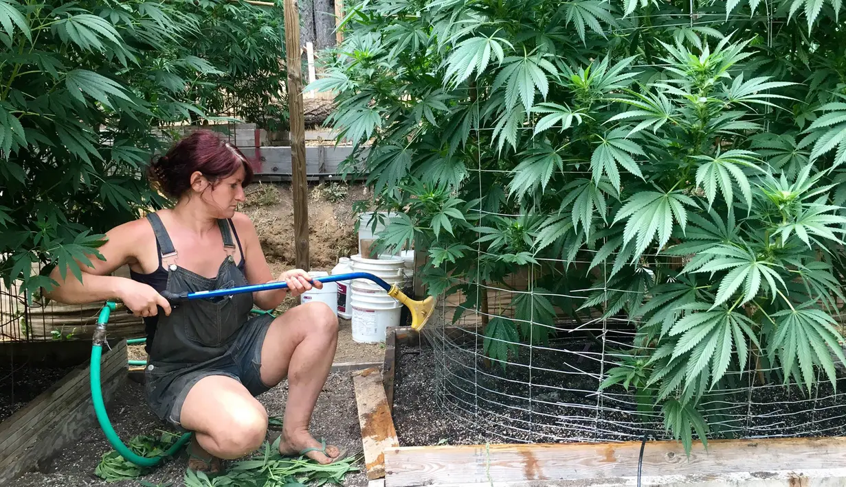 Seorang pekerja menyiram pohon ganja di pekarangan rumah Steve Dillon di Humboldt County, California pada 28 Agustus 2016. California merupakan satu dari delapan negara bagian AS yang tengah memperjuangkan legalisasi ganja. (REUTERS/Rory Carroll)