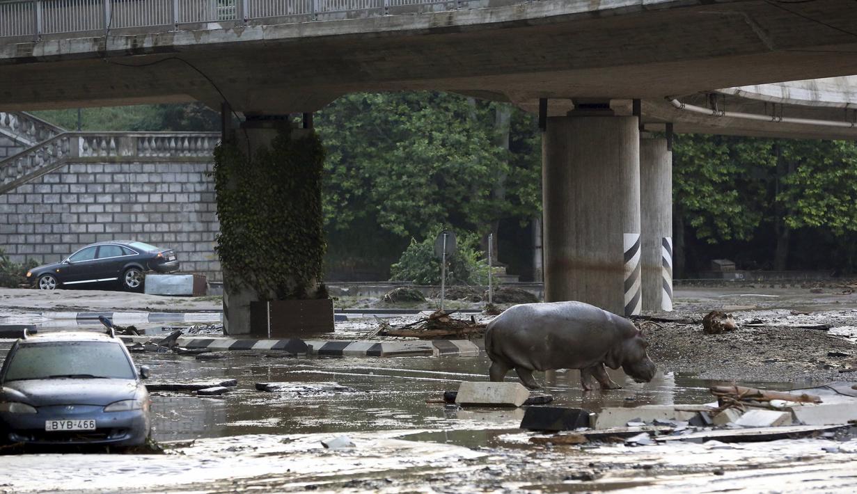Seekor Kuda Nil berjalan di genangan air di tengah kota di Tbilisi, Georgia, Minggu (14/6/2015). Banjir yang melanda daerah tersebut menyebabkan sejumlah hewan lepas dari kebun binatang. (REUTERS/Beso Gulashvili)