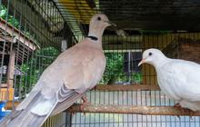 Mitos Burung Puter Coklat, Dianggap Pembawa Keberuntungan hingga Penolak Ilmu Hitam