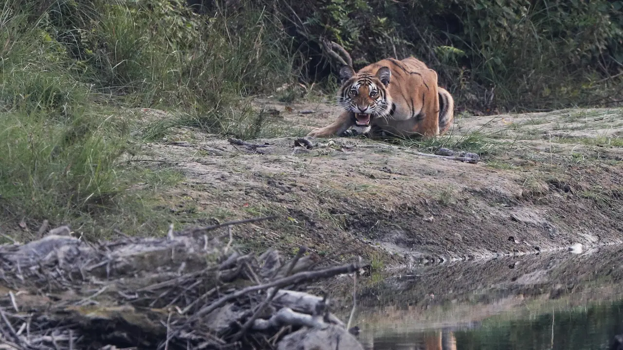 Melihat Satwa Liar di Taman Nasional Baridiya Nepal
