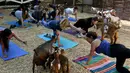 Sejumlah kambing mengelilingi peserta saat melakukan gerakan Yoga di Thousand Oaks, California (4/6). Kambing-kambing ini terkadang juga menjilati wajah, hingga tidur bersama peserta di atas matras. (AFP Photo/Mark Ralston)