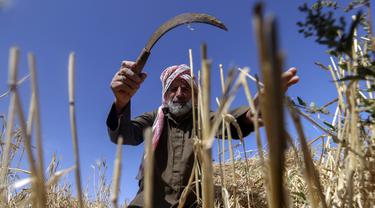 Seorang petani mengambil bagian dalam panen gandum tahunan di sebuah ladang di Rafah, Jalur Gaza, Palestina, Minggu (8/5/2022). (SAID KHATIB/AFP)
