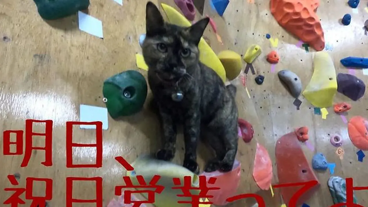 Tak Biasa, Kucing Ini Jago Panjat Tebing