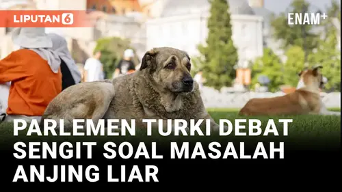 VIDEO: Parlemen Turki Perdebatkan RUU untuk Atasi Anjing Liar